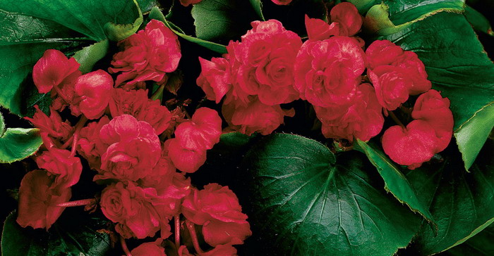 642_BEGONIA%20double%20Champion%20Red.jpg
